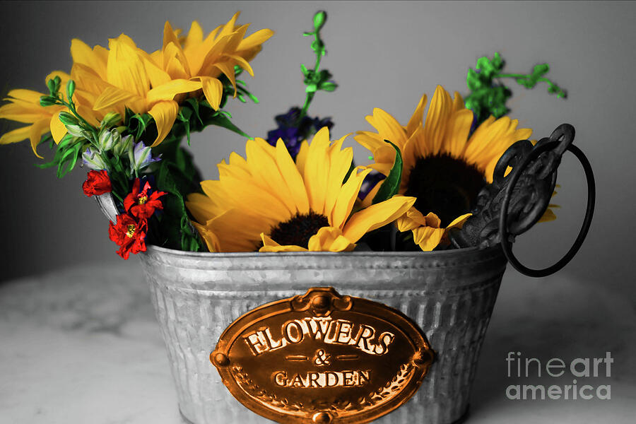 Bucket of Sunflowers Photograph by Diana Mary Sharpton