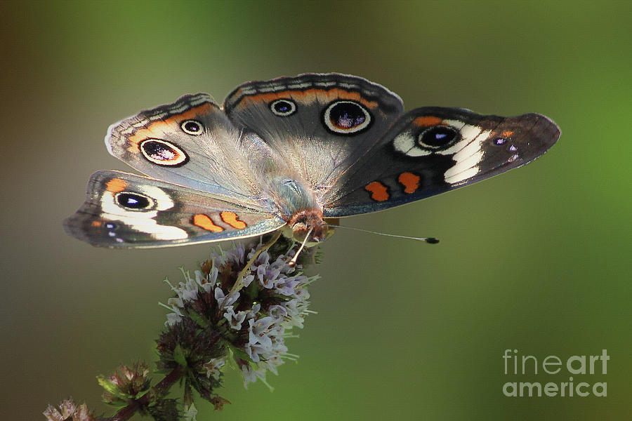 Butterfly Photograph - Buckeye Beauty by Anita Oakley
