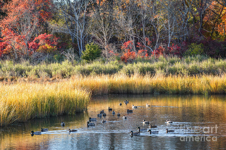 Buckeye Brook  Fall Photograph by Lisa Kilby