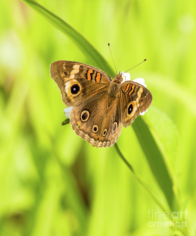 Butterfly Photograph - Buckeye Butterfly  A8816 by Stephen Parker