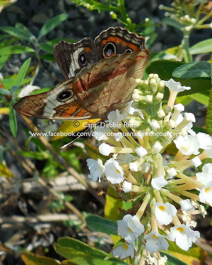 Buckeye Butterfly Photograph by Captain Debbie Ritter Buckeye Butterfly Photograph by Captain Debbie Ritter