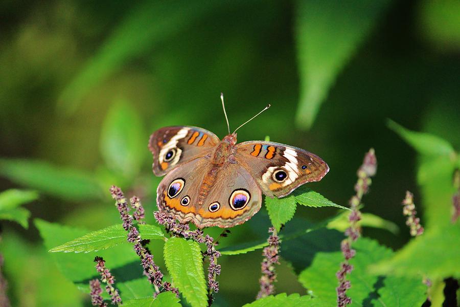 Buckeye Butterfly Photograph by Cynthia Guinn