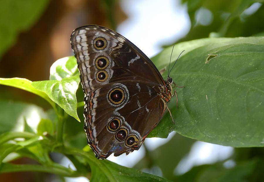 Blue morpho butterfly Photograph by David Lee Thompson