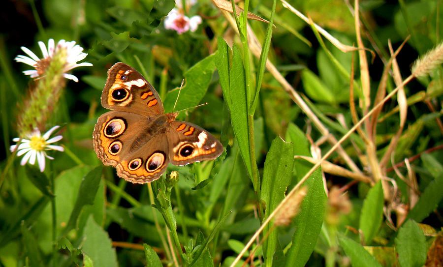 Buckeye Butterfly in Nature Photograph by Rosalie Scanlon