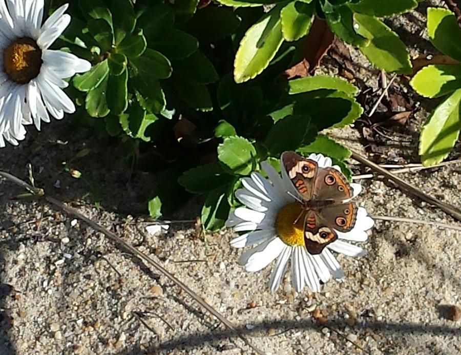 Buckeye Butterfly In Spring Lake, New Jersey Photograph