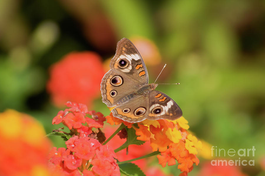 Buckeye Butterfly Photograph by Jill Lang