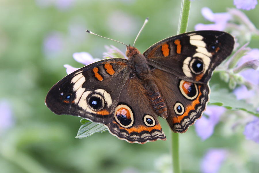 Butterfly Photograph - Buckeye Butterfly by Joseph Skompski