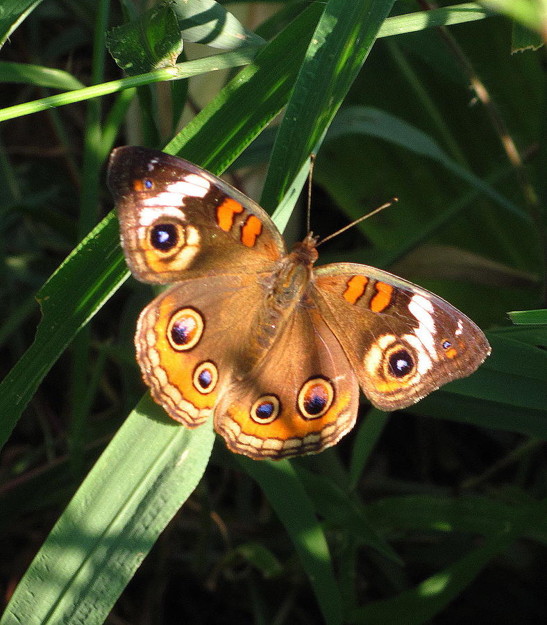 Buckeye Butterfly Photograph by Joshua Bales