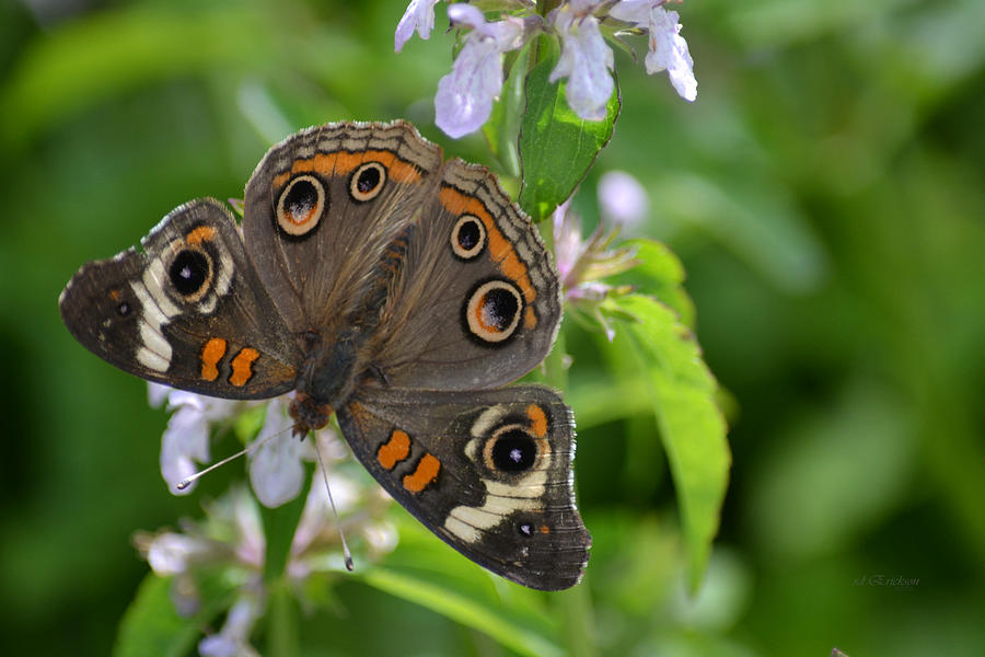 Buckeye Butterfly - Junonia coenia - on Florida betony Photograph by ...