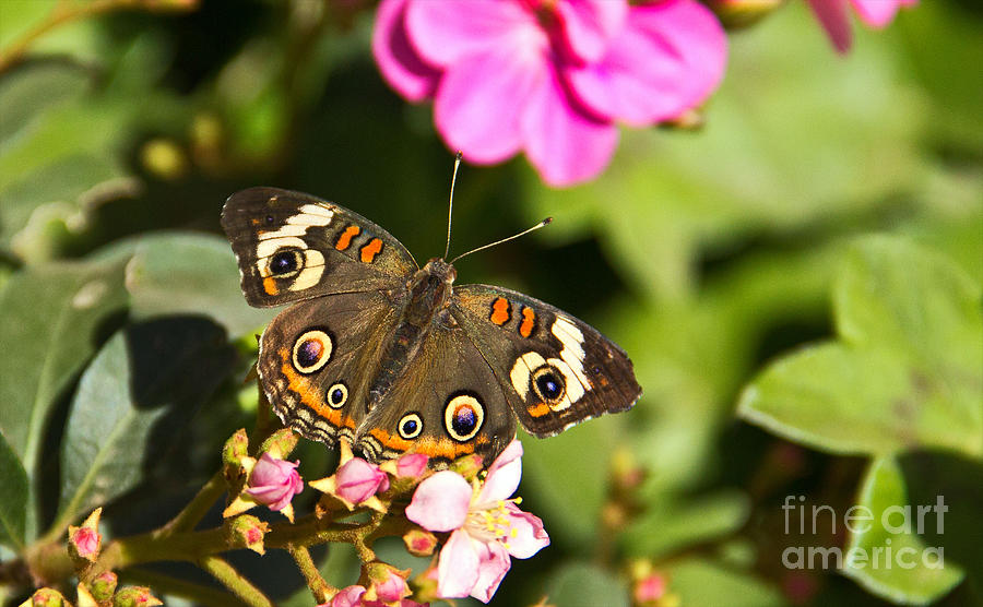 Buckeye Butterfly Photograph by Kelly Holm