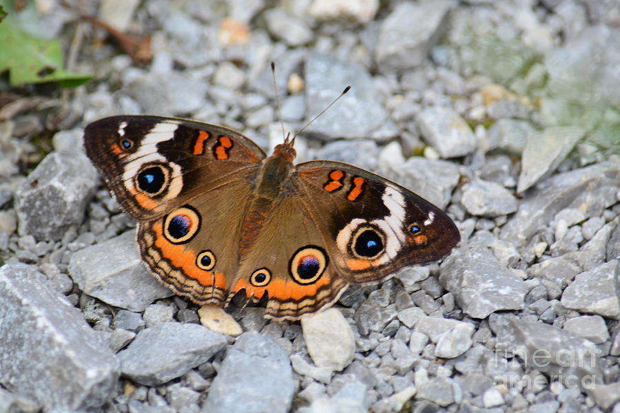 Buckeye Butterfly Photograph by Maria Urso