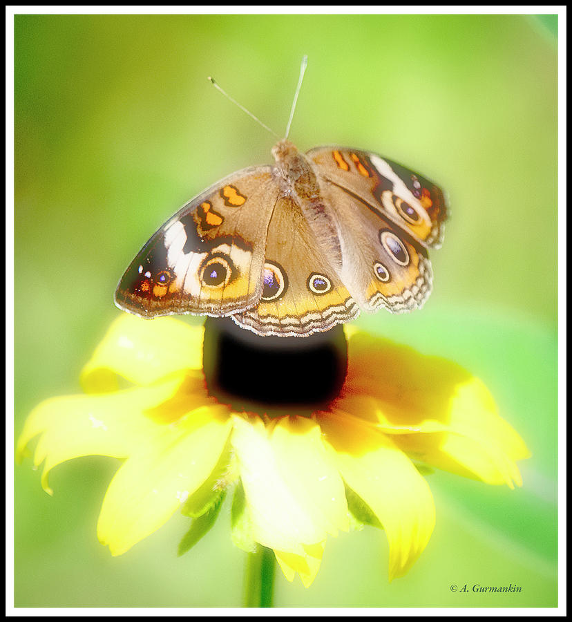 Buckeye Butterfly on Blackeyed Susan Flower Photograph by A Macarthur Gurmankin