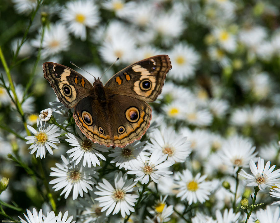 Buckeye Butterfly on Heath Aster Photograph by Mick Anderson