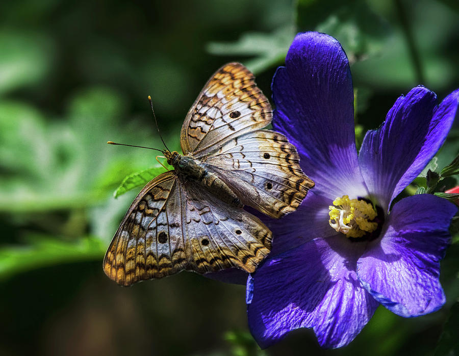 White Peacock Butterfly on Purple Flower  Photograph by Saija Lehtonen