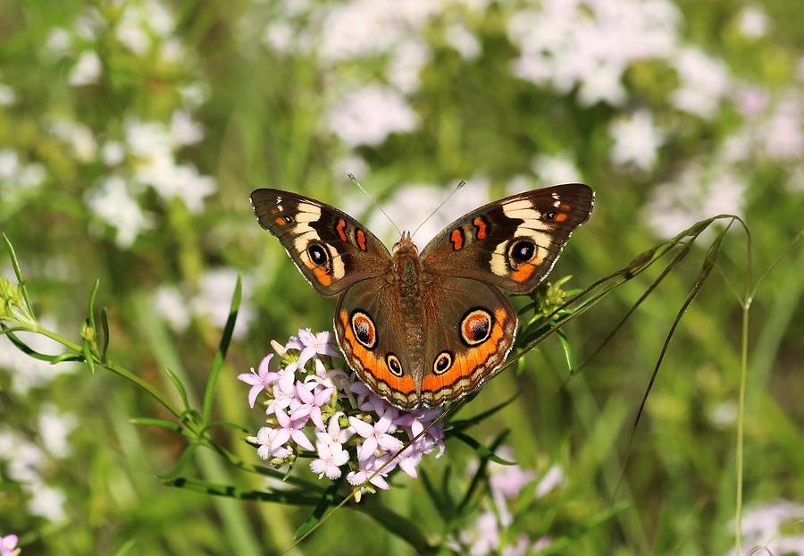 Buckeye Butterfly Posing Photograph by Sheila Brown