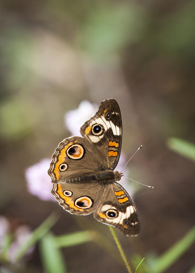 Buckeye Butterfly Photograph by Robert Potts