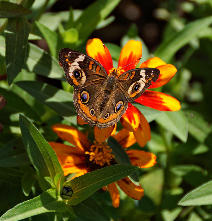 Butterfly Photograph - Buckeye Butterfly by Sandy Keeton