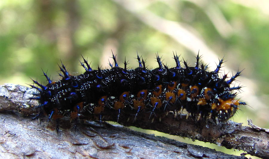 Buckeye Caterpillar Photograph by Joshua Bales