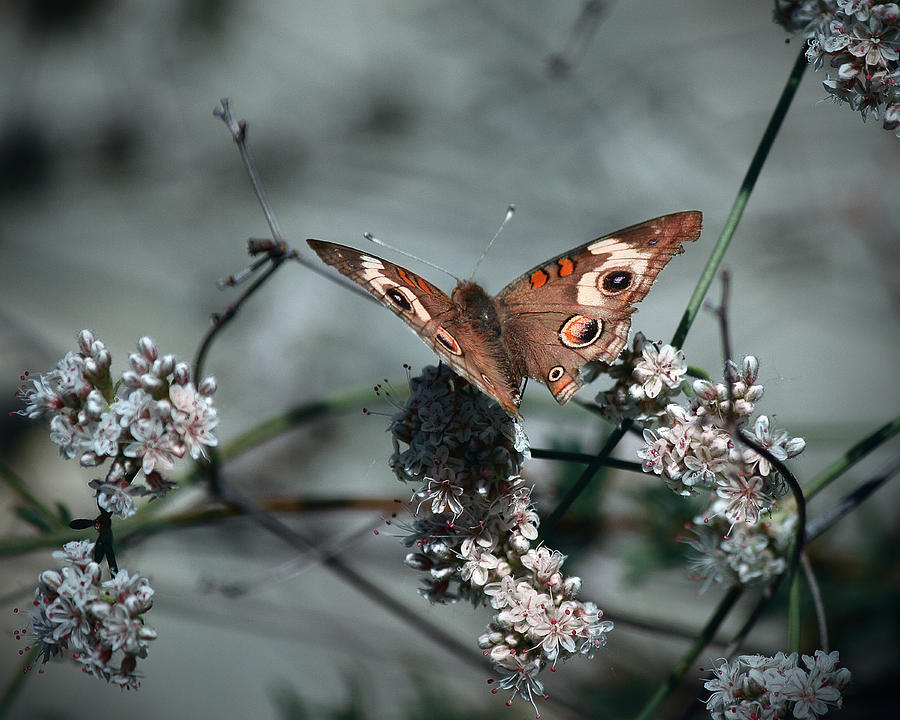 Butterfly Photograph - Buckeye on Buckwheat by Christian Alvez