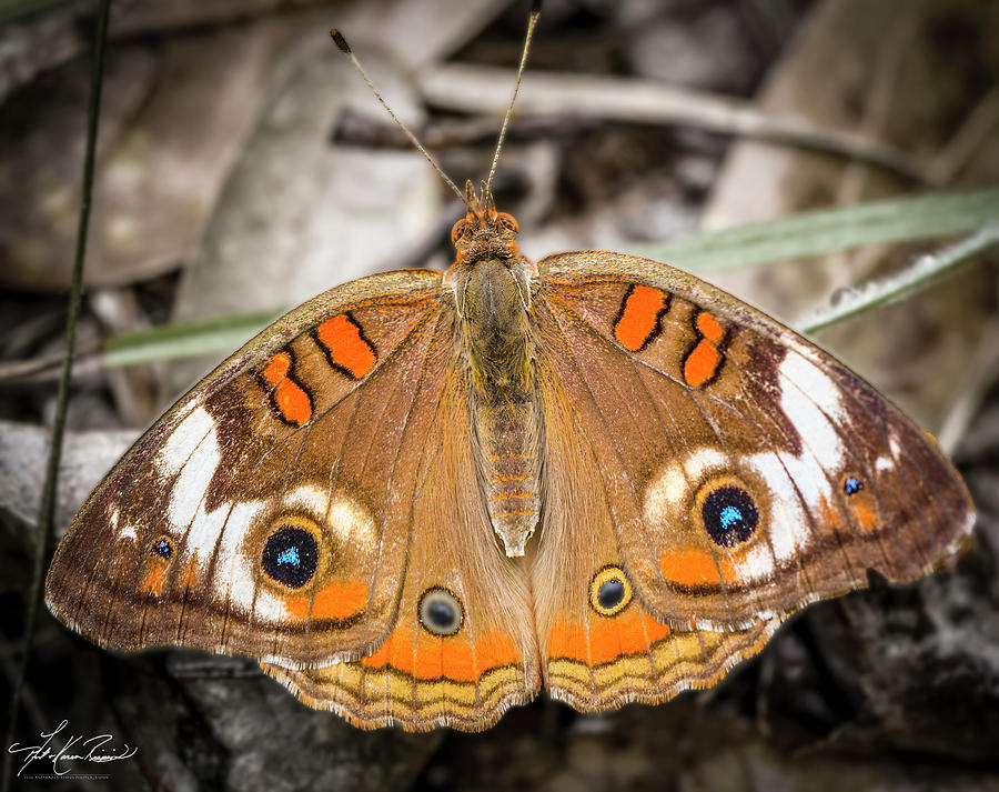 Butterfly Photograph - Buckeye by Phil And Karen Rispin