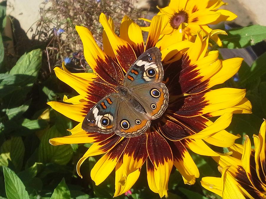 Buckeye Sunflower Photograph by Joseph Krzywonski - Fine Art America