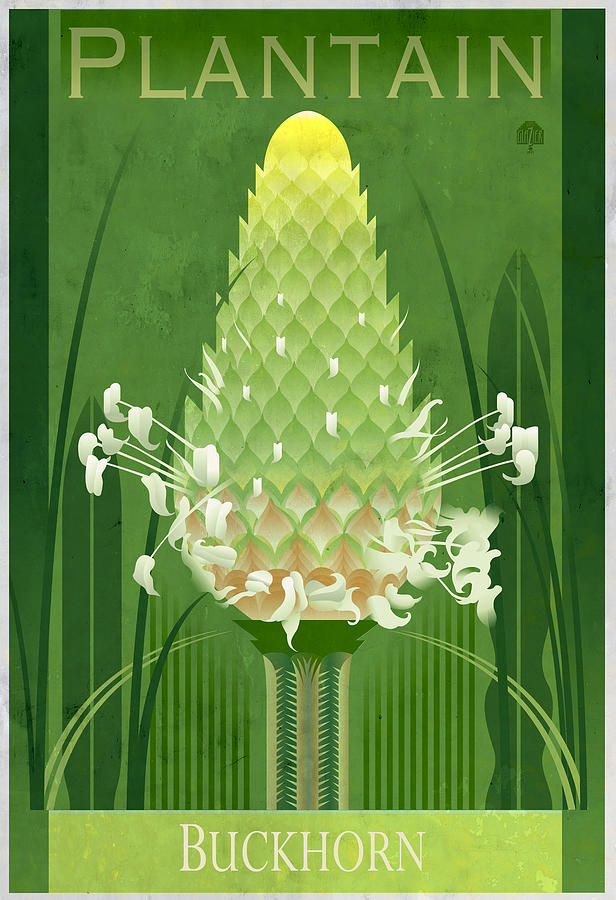 Flower Drawing - Plantain Buckhorn Floral Poster by Garth Glazier