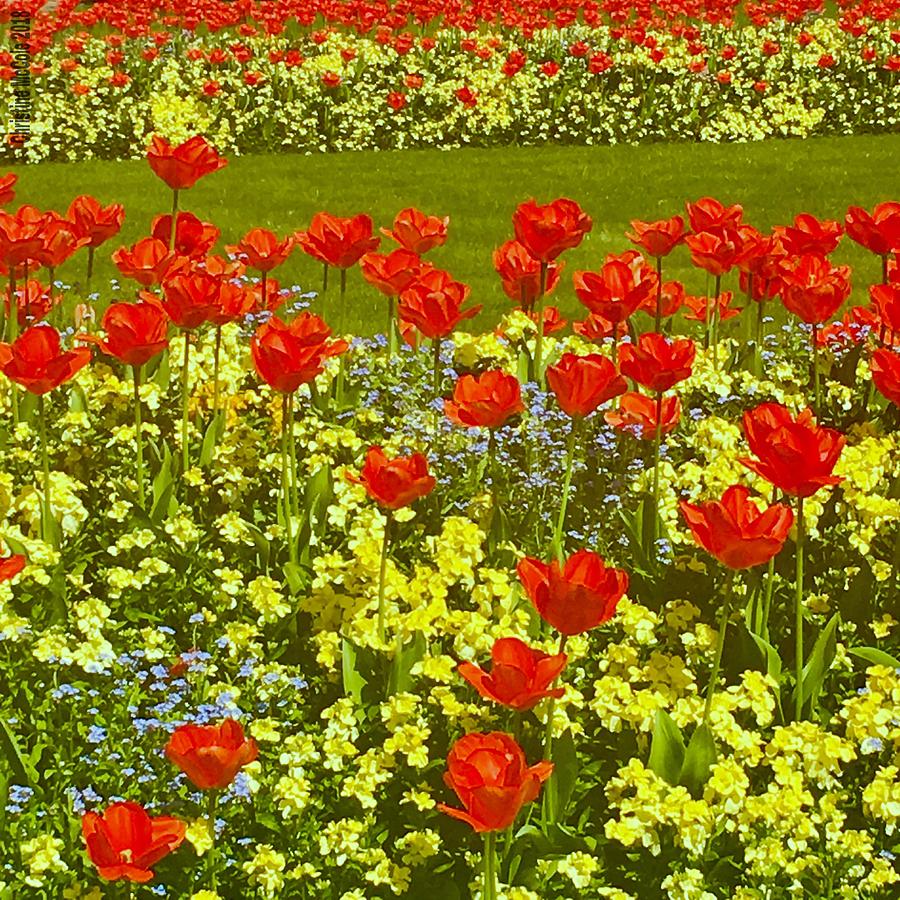 Buckingham Palace landscape flowers  Photograph by Christine McCole