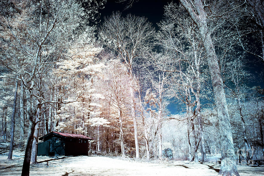 Bucks County Woods Infrared Photograph by John Rizzuto