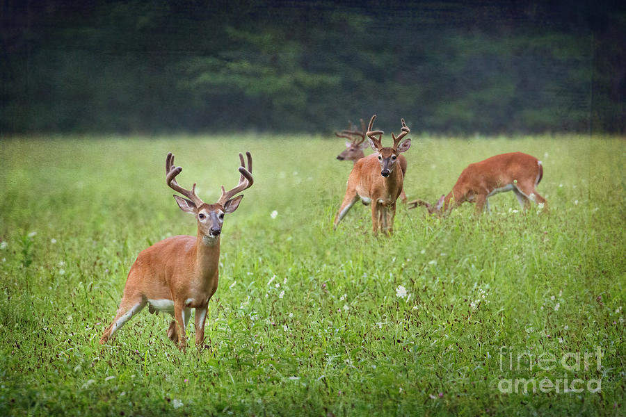 Bucks in Cades Cove Textured Photograph by Jemmy Archer