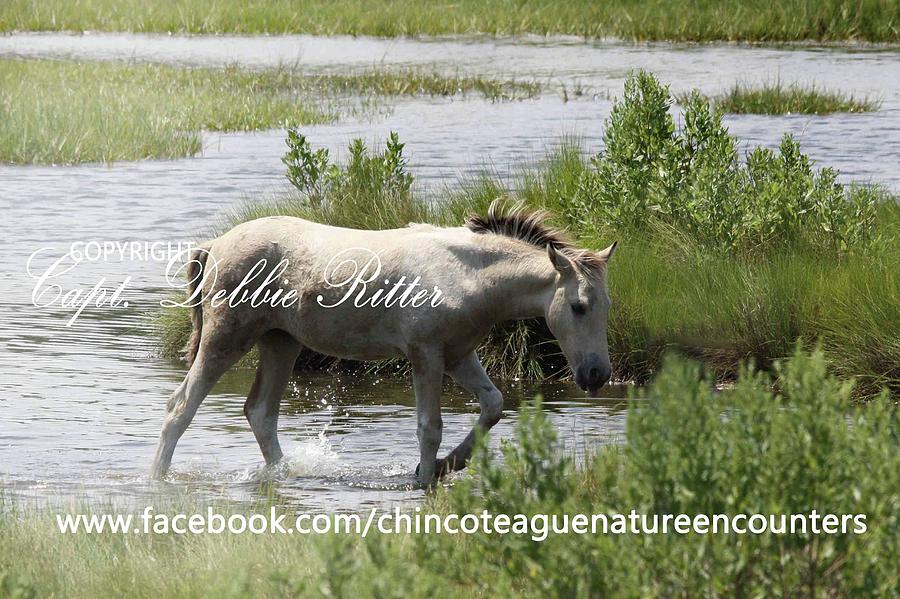 Foal Photograph - Buckskin Pinto Filly 2016 by Captain Debbie Ritter Foal Photograph - Buckskin Pinto Filly 2016 by Captain Debbie Ritter