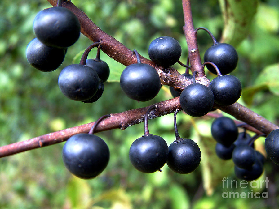 Buckthorn Berries Photograph by Scimat