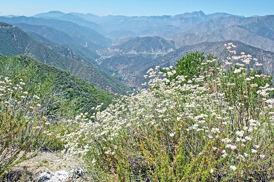 Buckwheat along Glendora Ridge Road in San Gabriel Mountains, California  Photograph by Ruth Hager