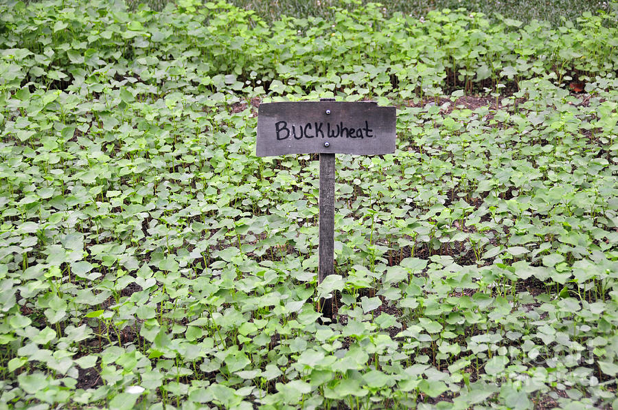 Buckwheat Photograph by David Arment