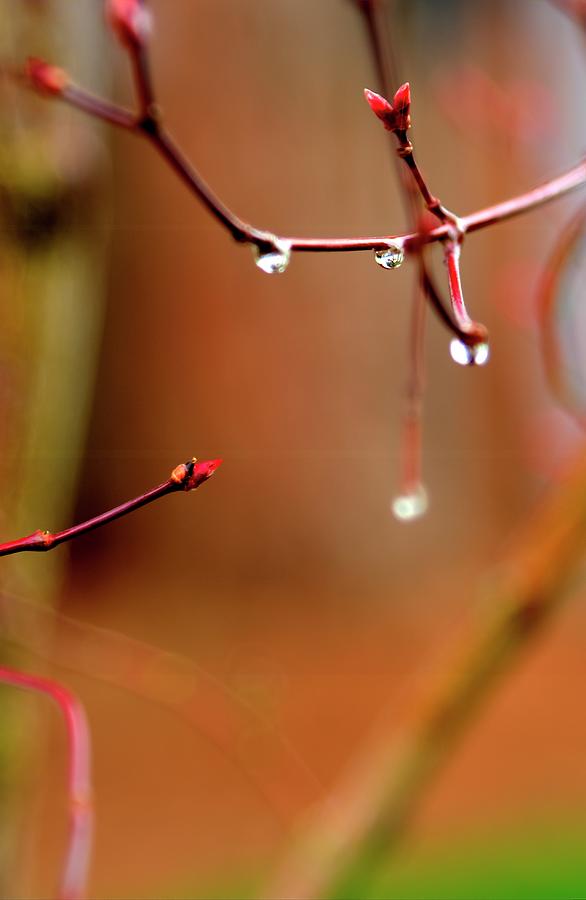 Bud And Raindrops Photograph by Jerry Sodorff