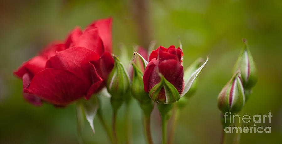 Rose Photograph - Bud Bloom Blossom Roses by Mike Reid