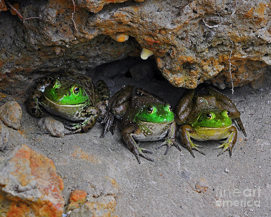 Bud Bullfrogs Photograph by Al Powell Photography USA