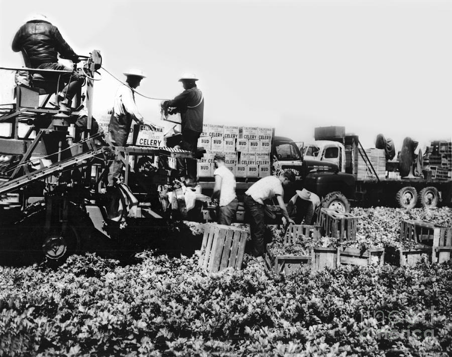 Bud Photograph - Bud celery packing machine and trucks in fields Circa 1955 by Monterey County Historical Society