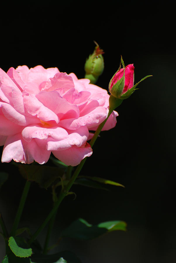 Pink Photograph - Bud of rose by Adrian Bud Pink Photograph - Bud of rose by Adrian Bud