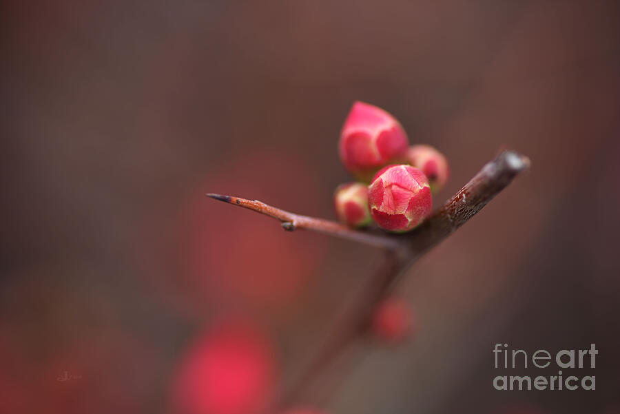 Nature Photograph - Bud Of The Flowering Quince by Joy Watson