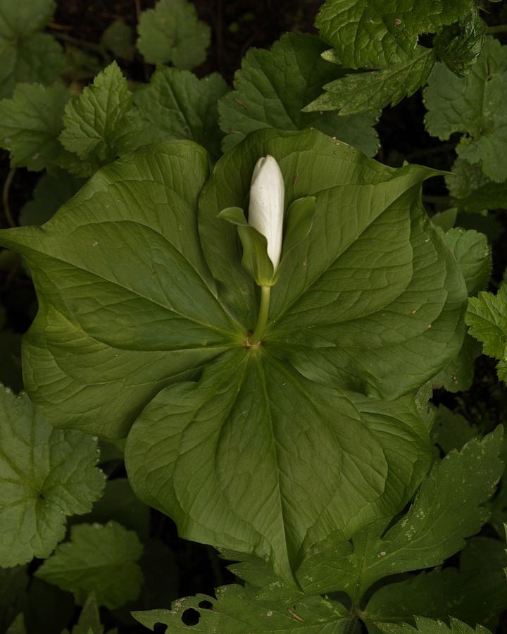 Bud of the Trillium Photograph by Charles Lucas
