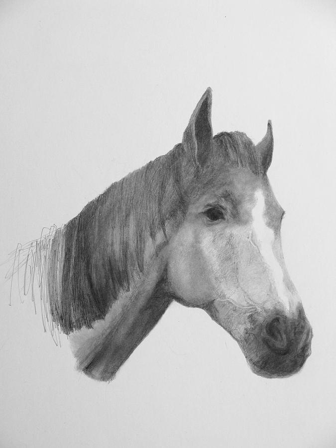 Horse Head Drawing - Bud by Susan Tilley