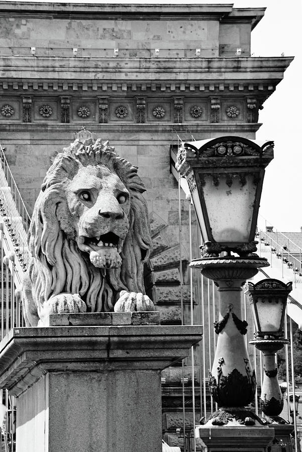 Budapest Chain Bridge Lion Photograph