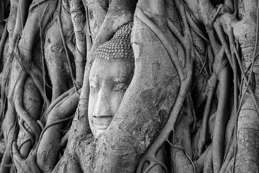Buddha Head in a Tree, Thailand Photograph by Aashish Vaidya