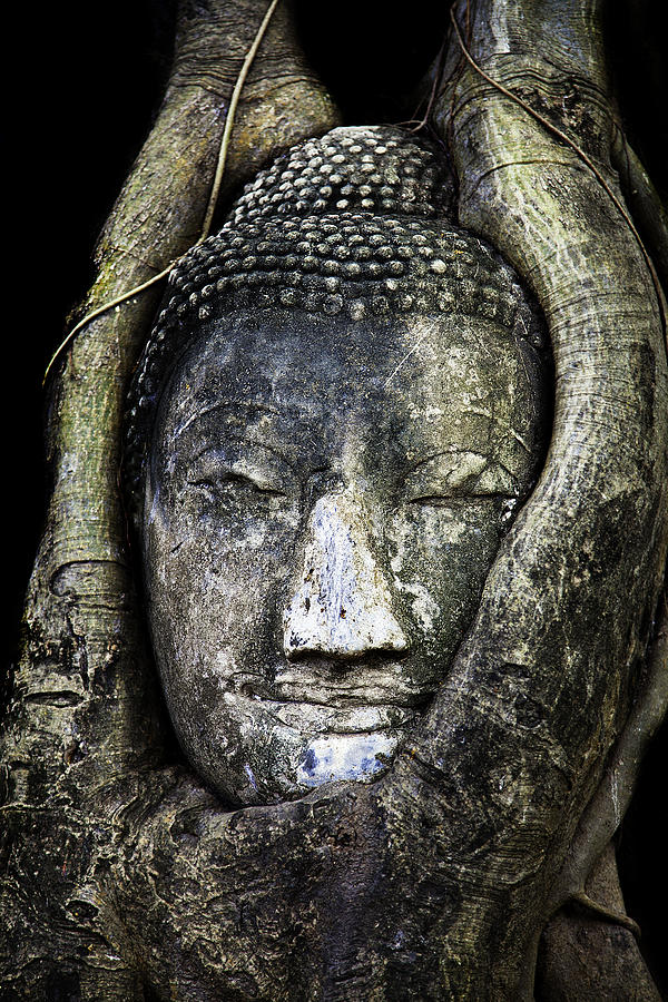 Buddha Photograph - Buddha Head in Banyan Tree by Adrian Evans
