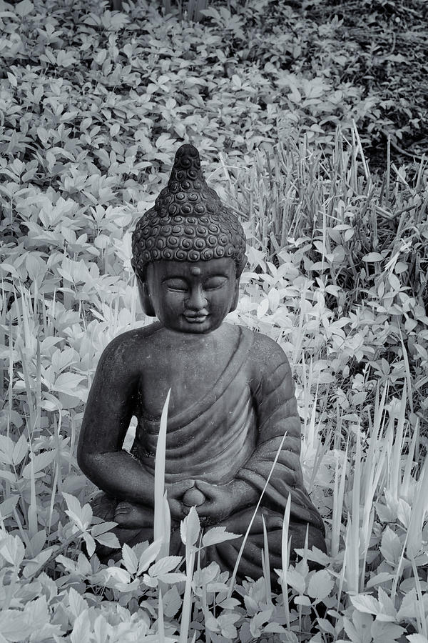 Buddha In Black And White Photograph by Tom Singleton