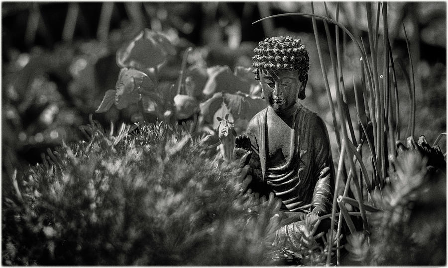 Buddha in the Garden Photograph by Peter V Quenter