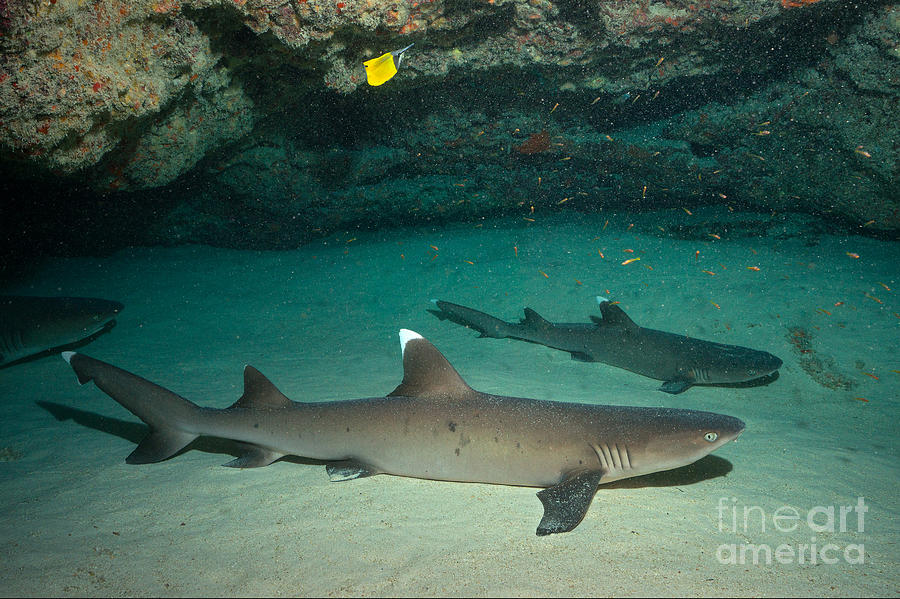 Sharks Photograph - Buddha Point by Aaron Whittemore