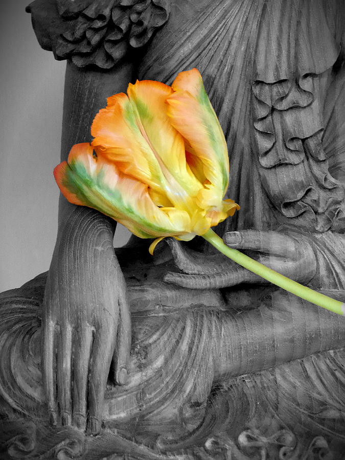 Buddha Tulip Photograph by Per Lidvall