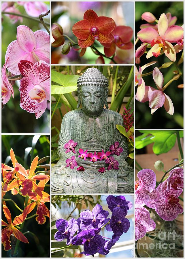 Buddha with Orchids Collage Photograph by Carol Groenen