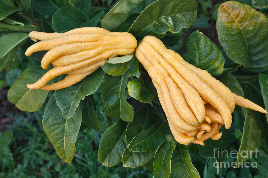 Buddhas Hand Fruits Photograph by Inga Spence